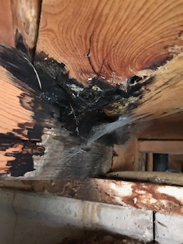 Dry Rot Evidence