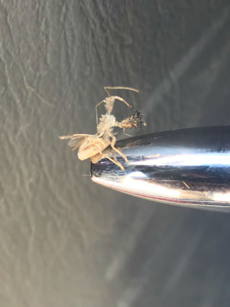 Mystery Insect
