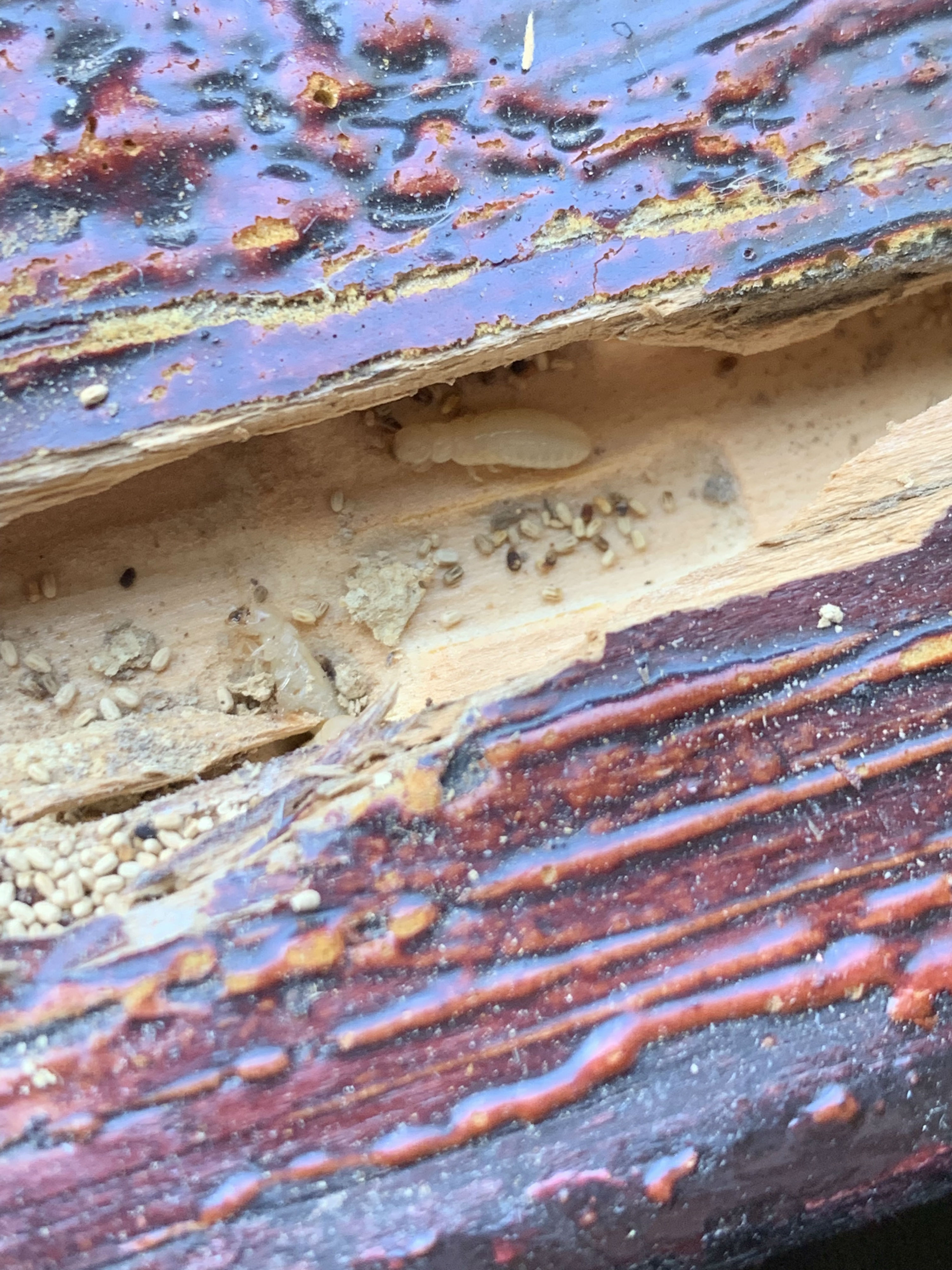 Dry Wood Termites