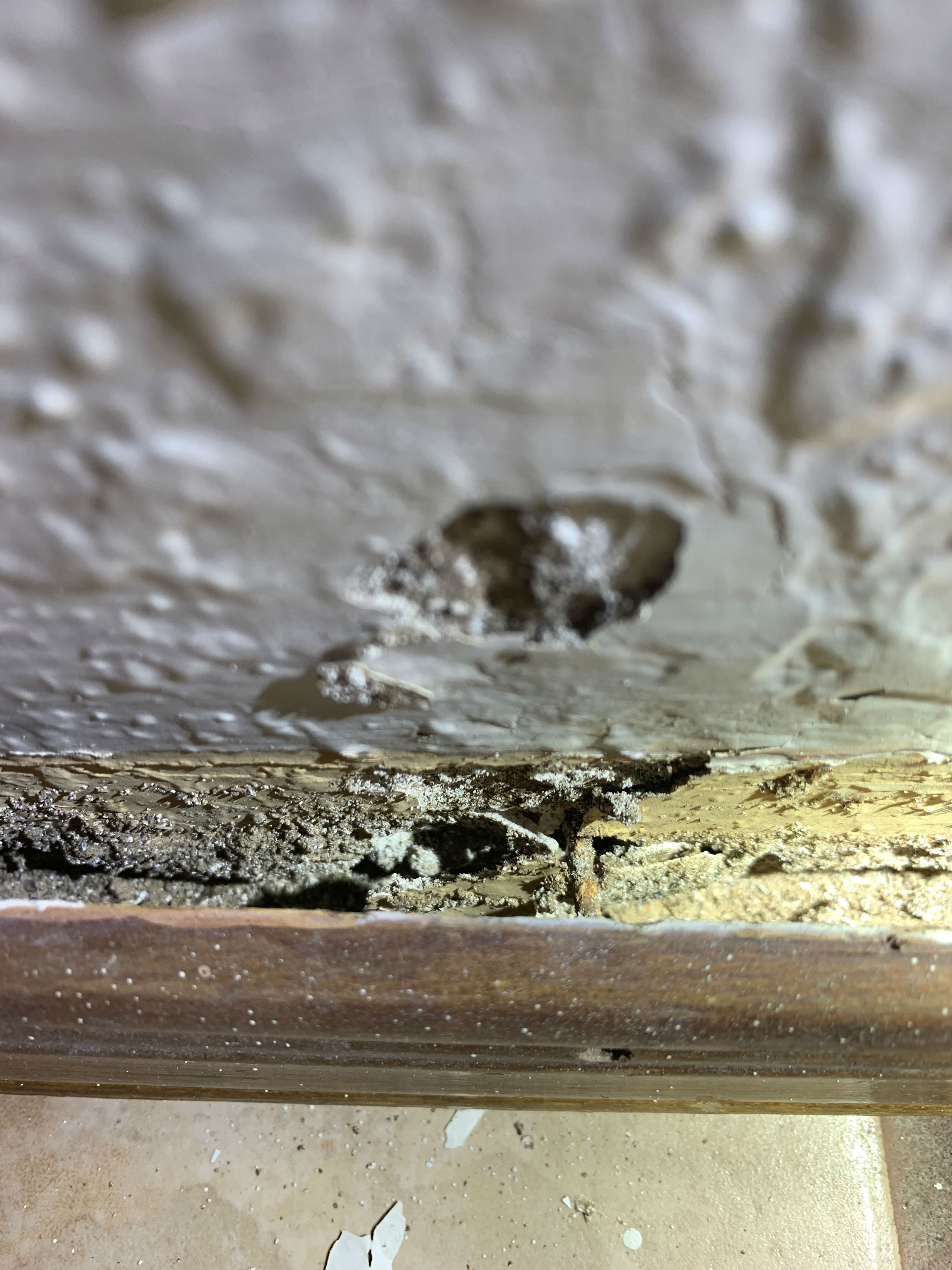 Termite Evidence