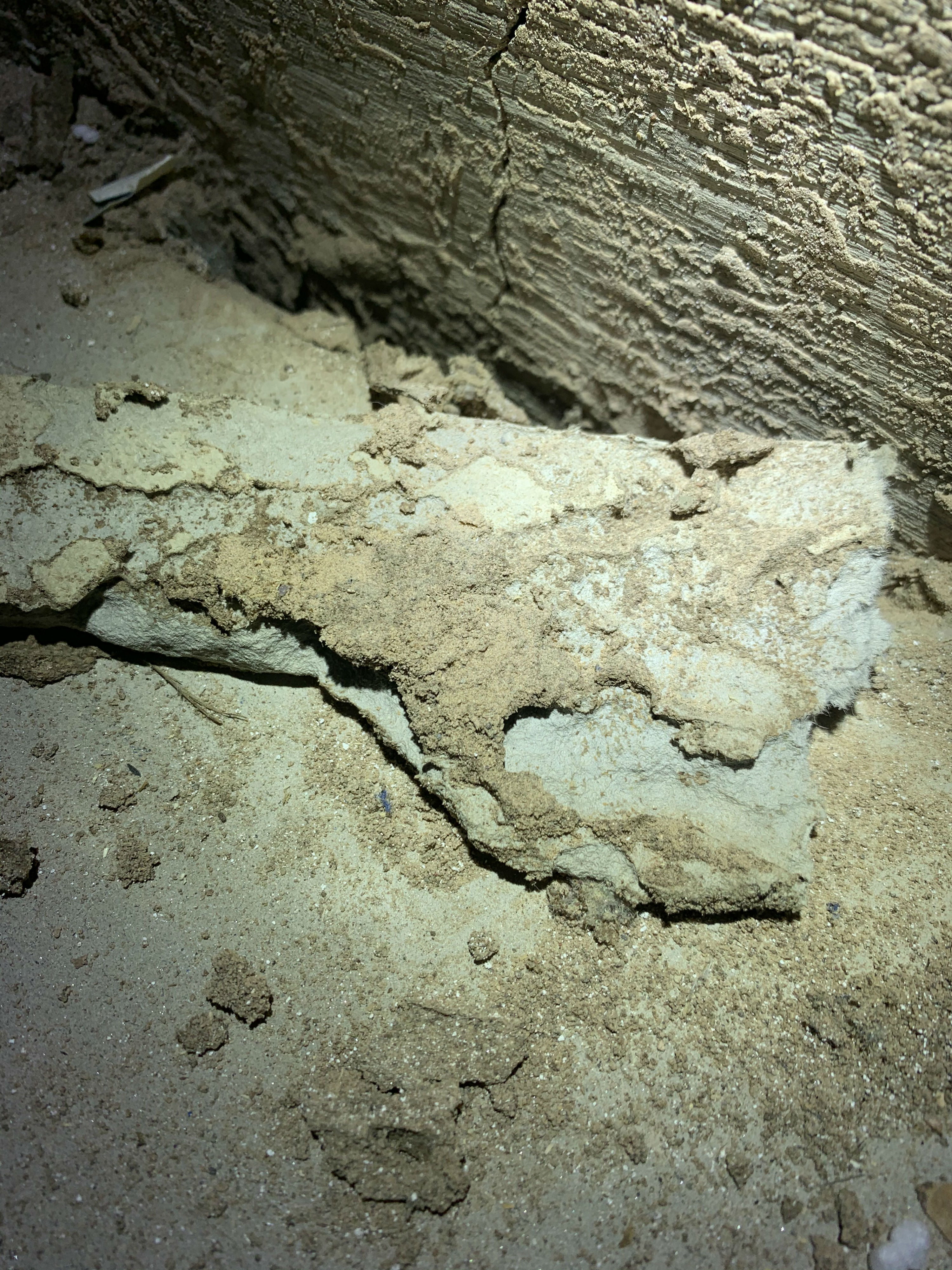 Termite Evidence