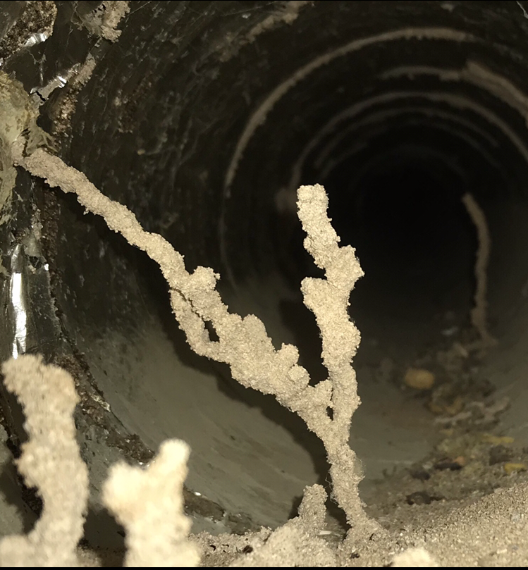 Termite Exploratory Tubing