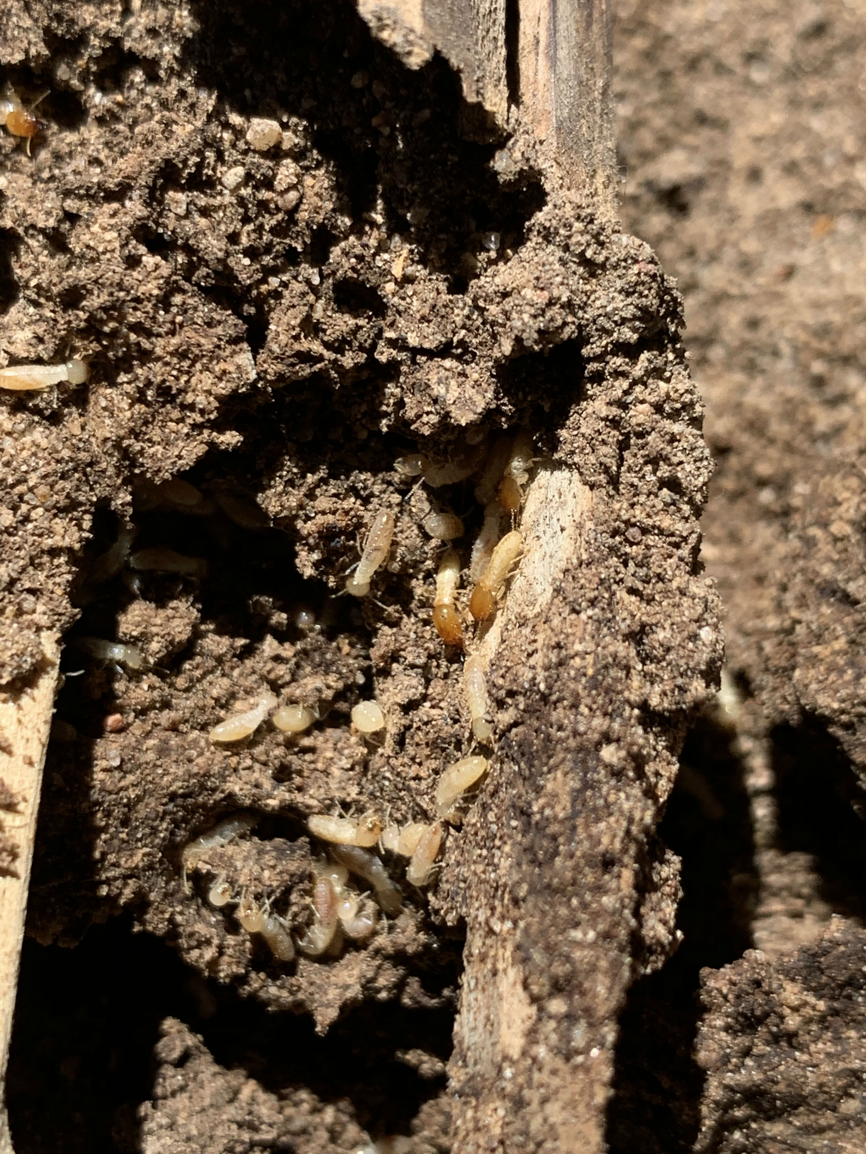 Live Termites